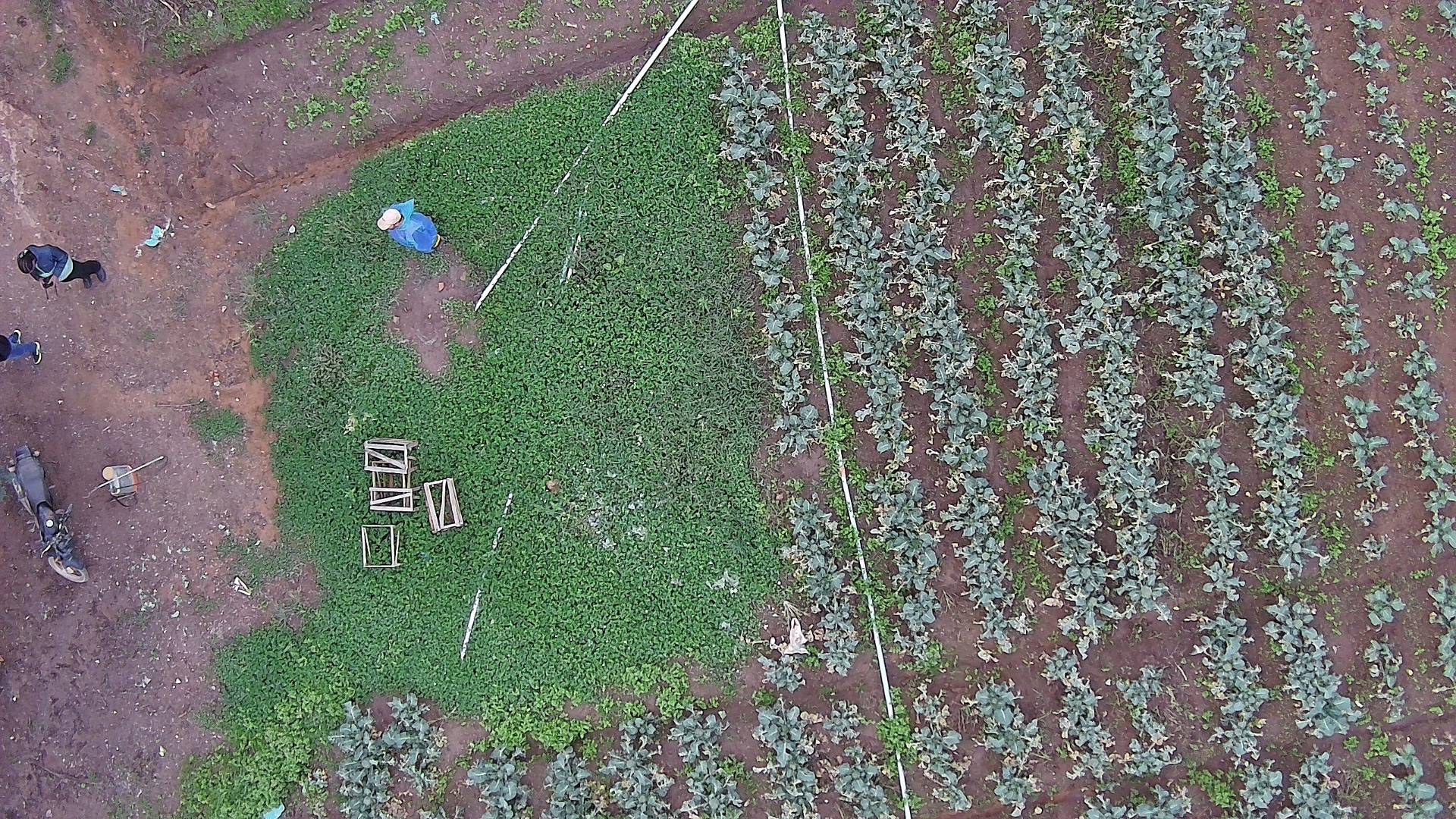 FlyDev Agro em levantamento aéreo pós-granizo em Piedade (SP)