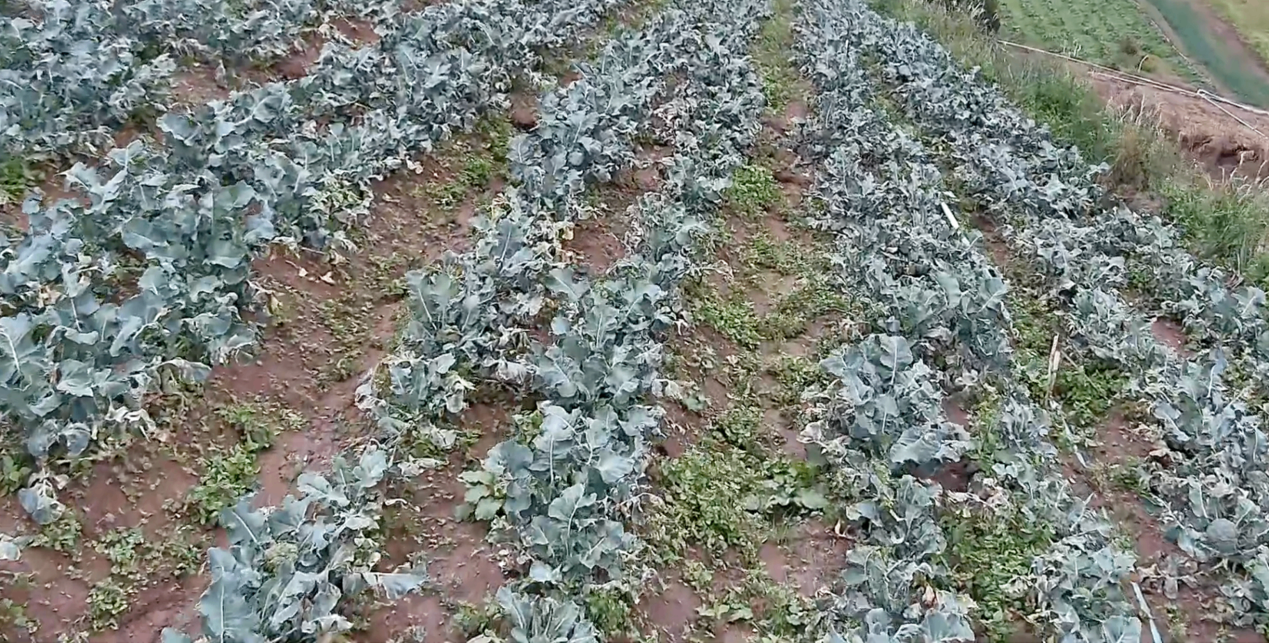 Zona de perda por granizo em lavoura mapeada por drone