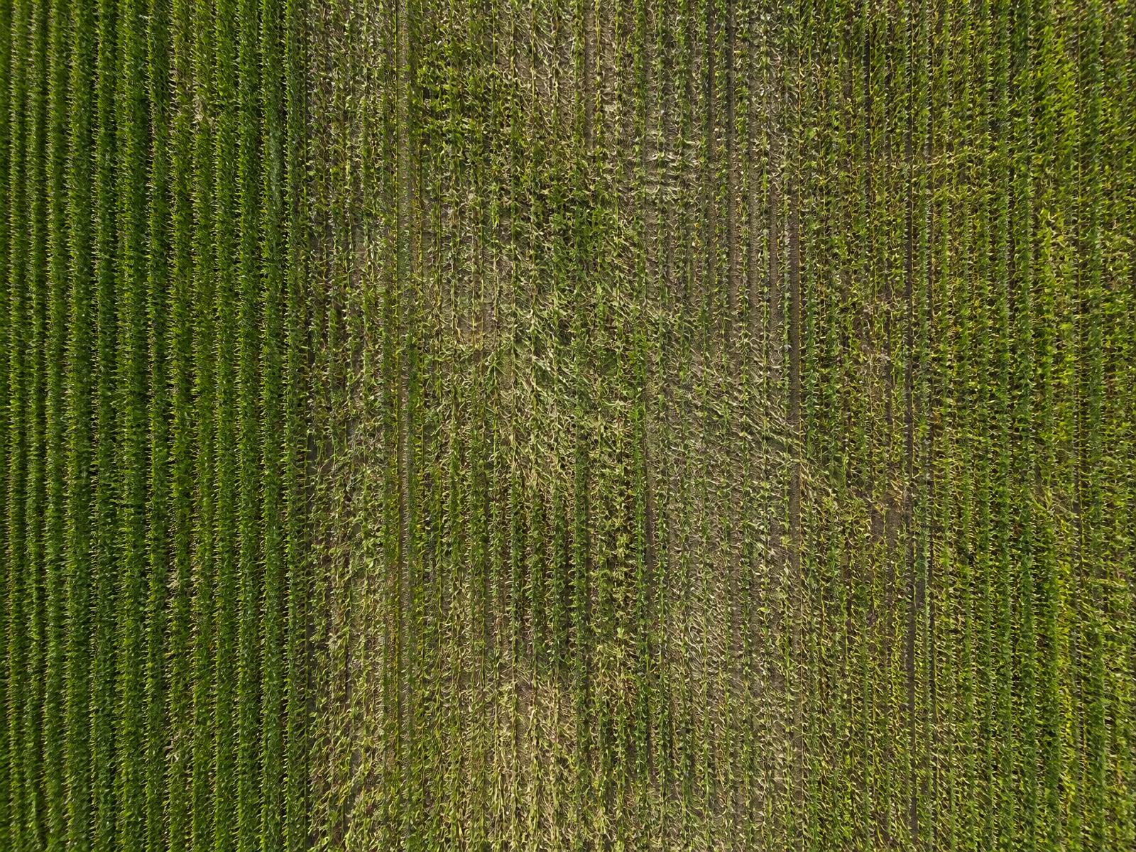 AgroSense: diagnóstico pós-granizo